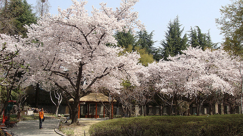 Entre naturaleza y acero, Daegu en Corea del Sur es el lugar perfecto