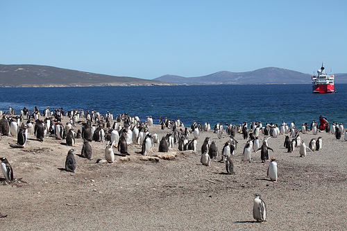 Malvinas 6