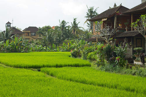 Ubud 2
