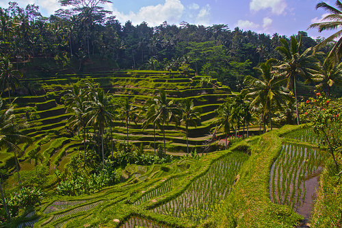 Ubud 5