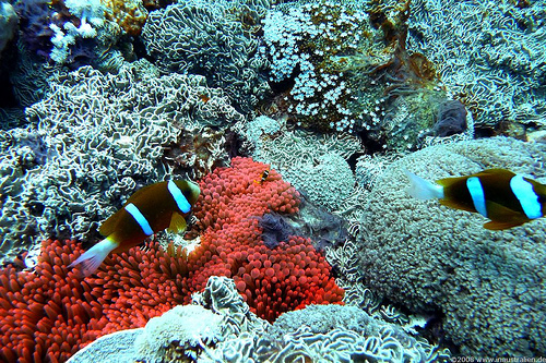 Gran Barrera de Coral 4