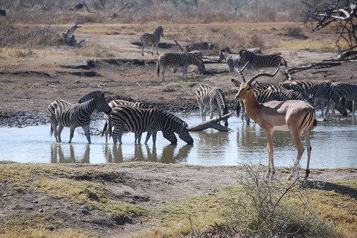 Autor: Vince O'Sullivan