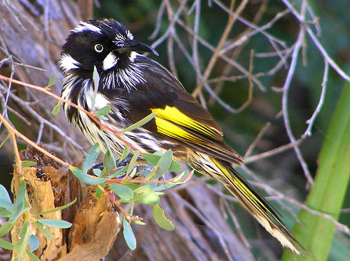 Autor: Pierre Pouliquin