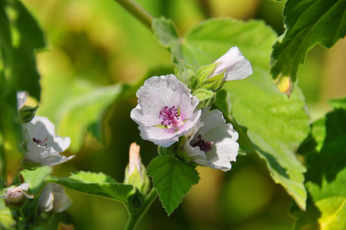 Autor: Lotus Johnson