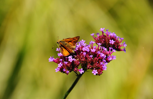 Autor: Lotus Johnson