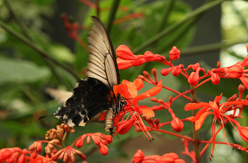 Autor: Shelly Prevost