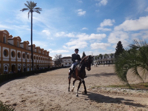 caballos andaluces 2