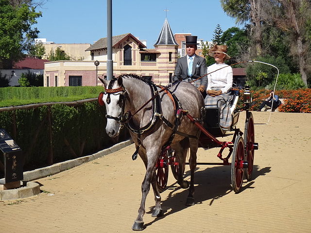 caballos andaluces 3