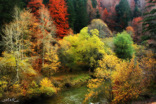 selva de irati 3