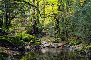 La Selva de Irati en España, un universo natural de luz y color