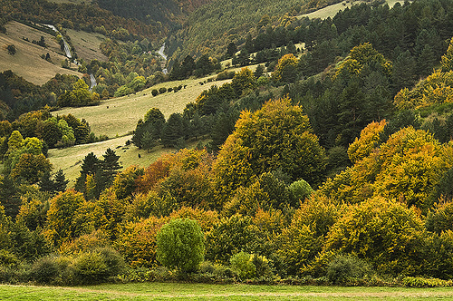 selva de irati 4