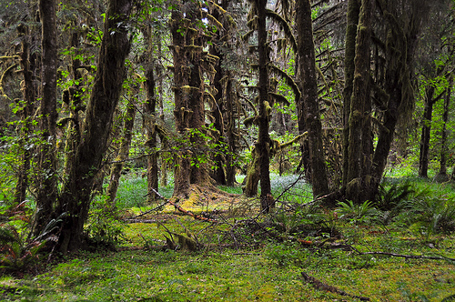 Parque Nacional Olympic 6