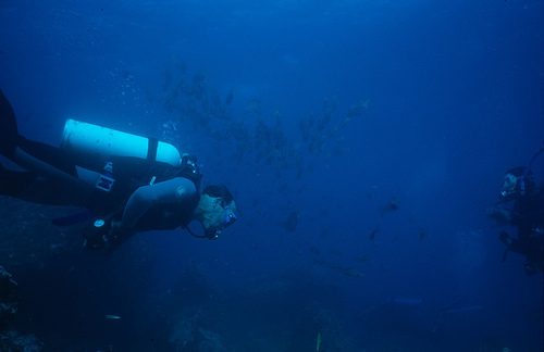 Galápagos blue: Divers galore