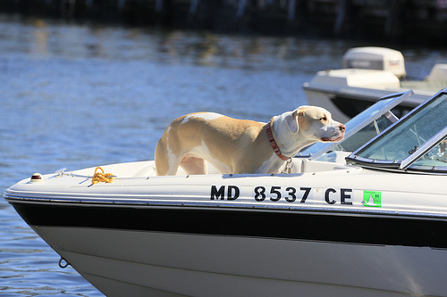 viajar-con-tu-perro-4