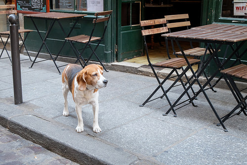 viajar-con-tu-perro