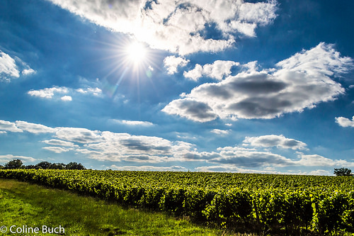 ruta-del-vino-en-francia-6