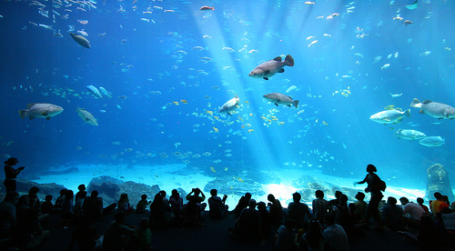 5 acuarios espectaculares que te encantarán