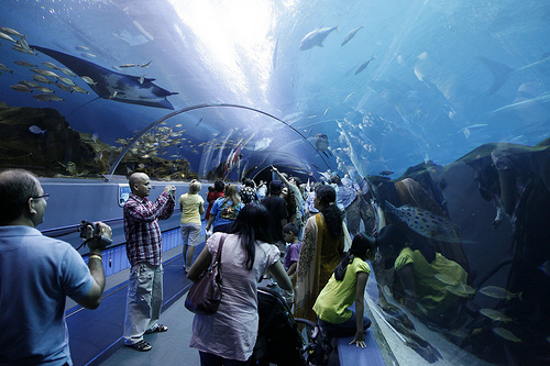 Georgia Aquarium. acuarios espectaculares acuarios-espectaculares-3