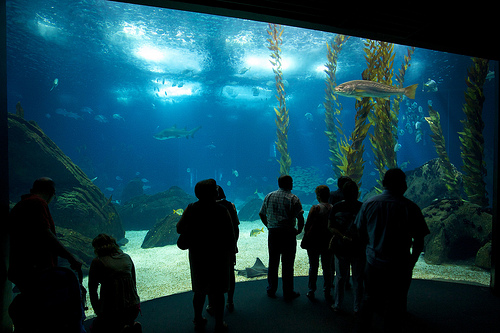 Oceanário de Lisboa. acuarios espectaculares acuarios-espectaculares-4
