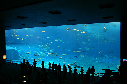 Okinawa Churaumi Aquarium. acuarios espectaculares acuarios-espectaculares-5