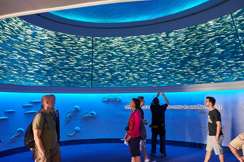 acuarios-espectaculares-6