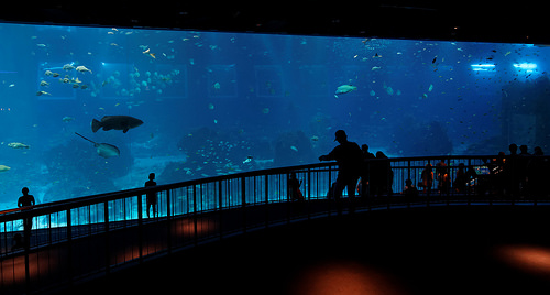 S.E.A. Aquarium, Sentosa Cove. acuarios espectaculares acuarios-espectaculares-7
