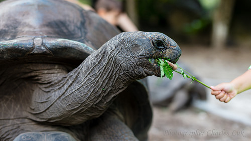 seychelles-4