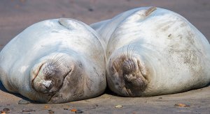 Destinos para disfrutar de la fauna salvaje