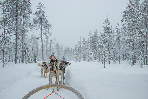 Excursión con Huskies o Renos