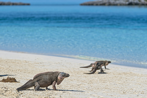 Iguanas caminando por la playa