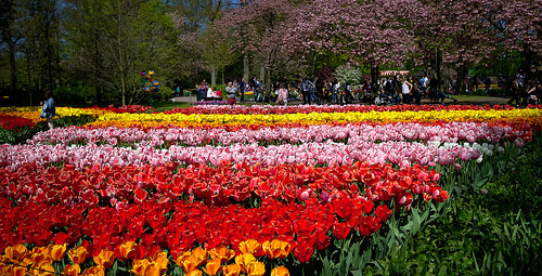 Keukenhof 2016. jardines Keukenhof