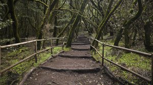3 de los bosques más hermosos de Europa