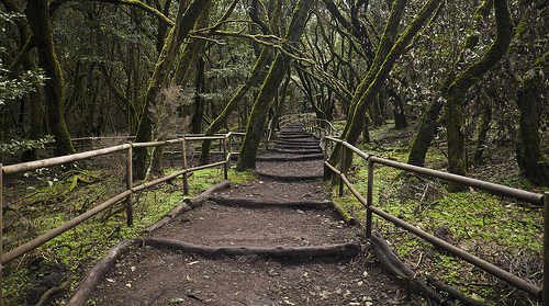 3 de los bosques más hermosos de Europa