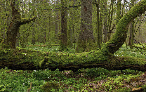 Białowieża