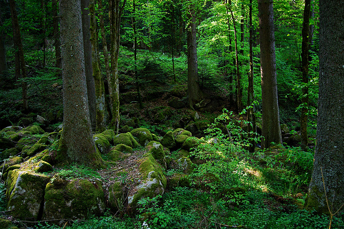 Selva negra