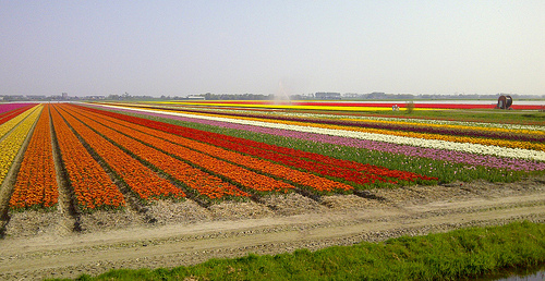 Campos de tulipanes