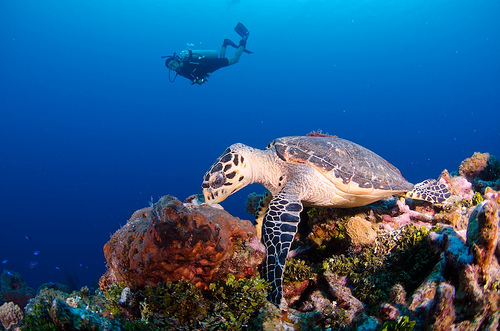 Islas caiman buceo